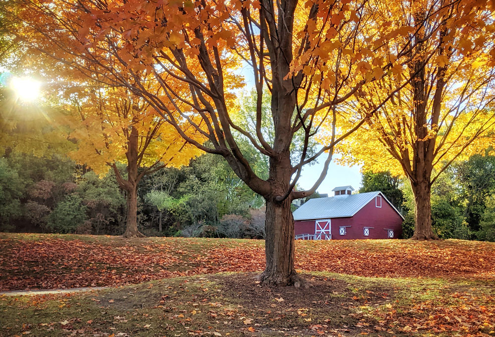 Red barn with white trim nestled among blazing orange trees in the fall